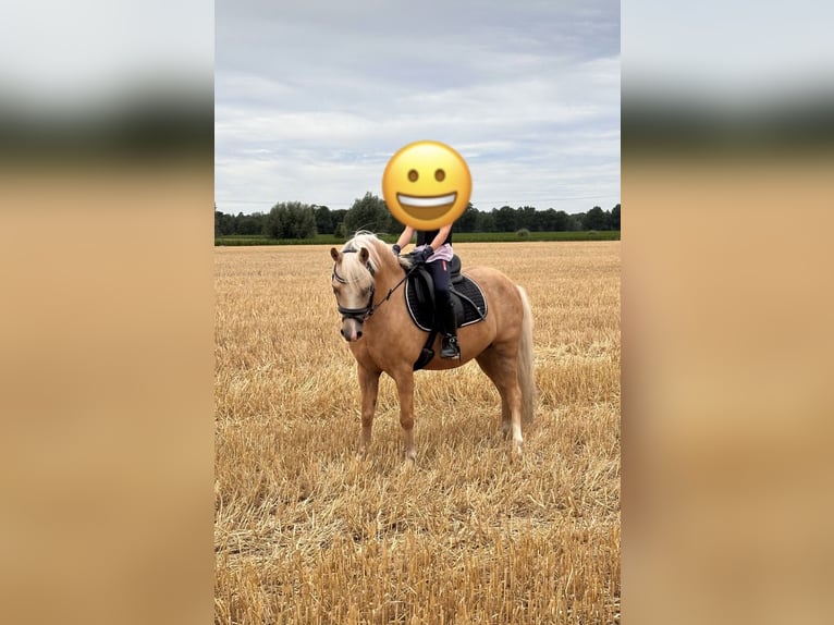 Welsh A (Mountain Pony) Gelding 11 years 11,3 hh Palomino in Lüdinghausen