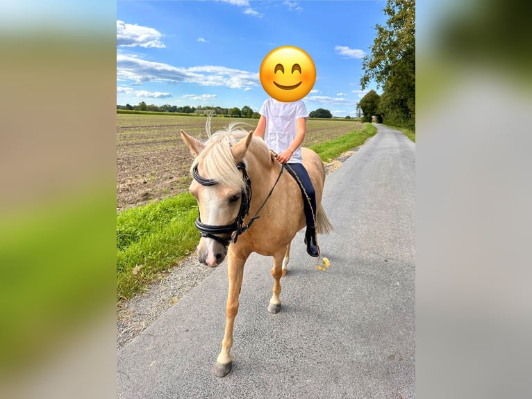 Welsh A (Mountain Pony) Gelding 11 years 11,3 hh Palomino in Lüdinghausen