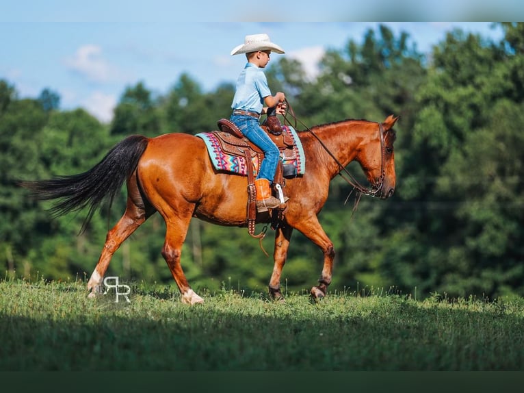 Welsh A (Mountain Pony) Gelding 11 years 12,1 hh Bay in Lyles, TN