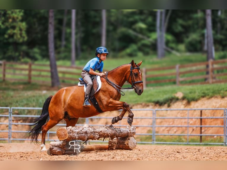 Welsh A (Mountain Pony) Gelding 11 years 12,1 hh Bay in Lyles, TN