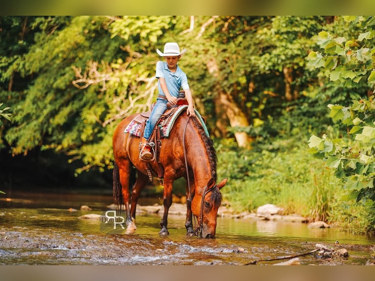 Welsh A (Mountain Pony) Gelding 11 years 12,1 hh Bay in Lyles, TN