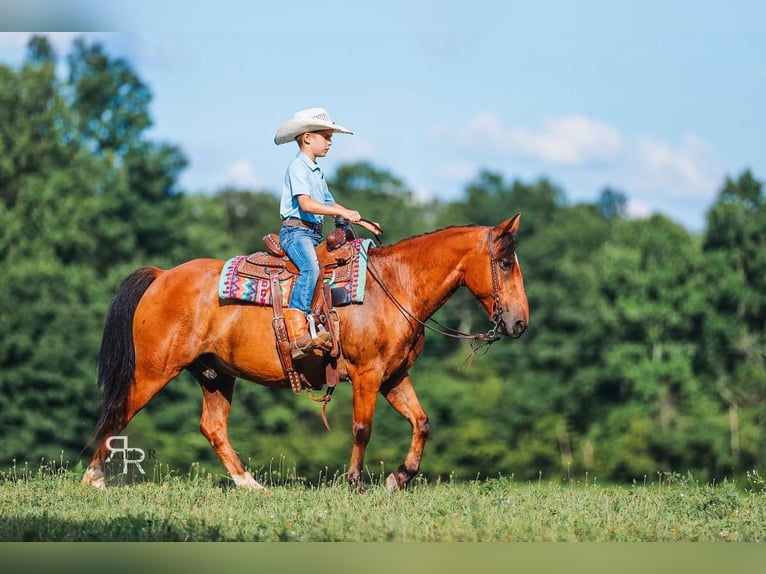 Welsh A (Mountain Pony) Gelding 11 years 12,1 hh Bay in Lyles, TN