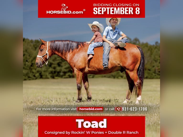 Welsh A (Mountain Pony) Gelding 11 years 12,1 hh Bay in Lyles, TN