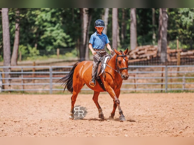 Welsh A (Mountain Pony) Gelding 11 years 12,1 hh Bay in Lyles, TN