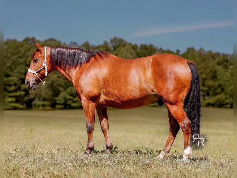 Welsh A (Mountain Pony) Gelding 11 years 12,1 hh Bay in Lyles, TN