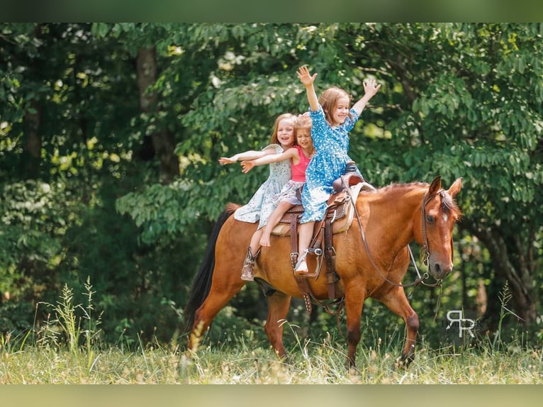 Welsh A (Mountain Pony) Gelding 11 years 12,1 hh Bay in Lyles, TN