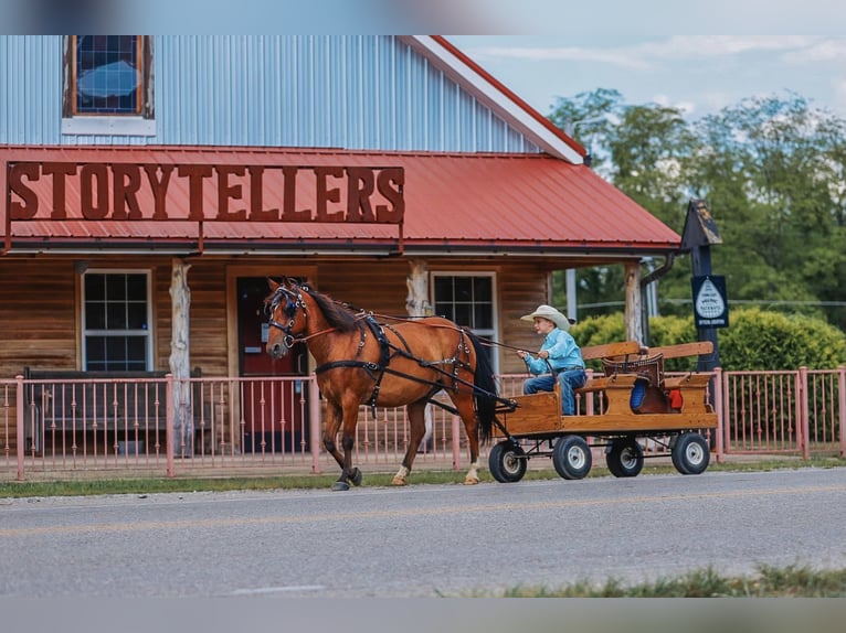 Welsh A (Mountain Pony) Gelding 11 years 12,1 hh Bay in Lyles, TN