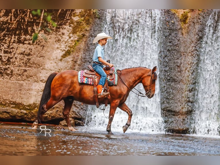 Welsh A (Mountain Pony) Gelding 11 years 12,1 hh Bay in Lyles, TN