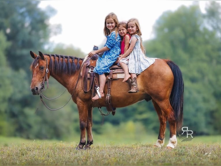 Welsh A (Mountain Pony) Gelding 11 years 12,1 hh Bay in Lyles, TN