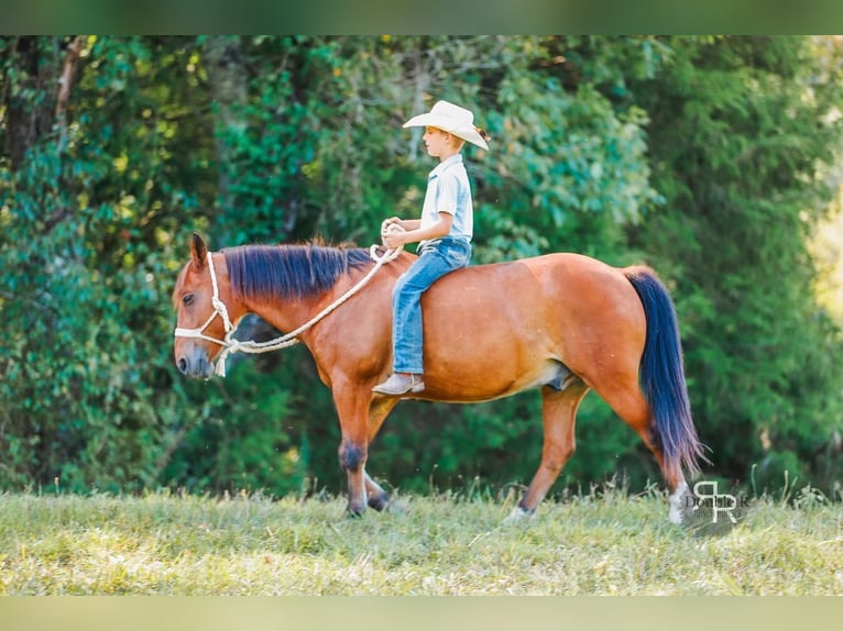 Welsh A (Mountain Pony) Gelding 11 years 12,1 hh Bay in Lyles, TN