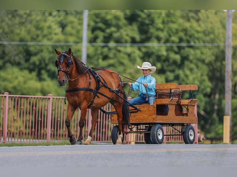 Welsh A (Mountain Pony) Gelding 11 years 12,1 hh Bay in Lyles, TN
