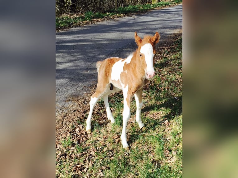 Welsh A (Mountain Pony) Mix Gelding 11 years 12.2 hh Pinto in Freisen