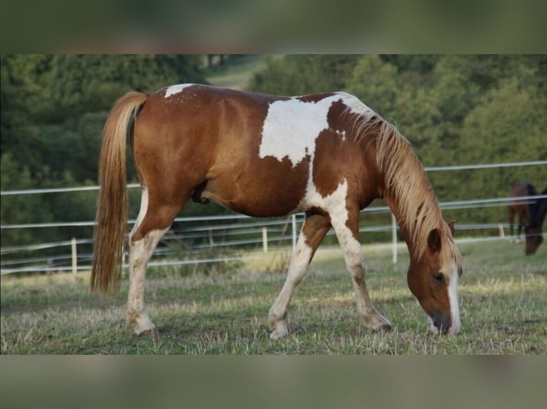 Welsh A (Mountain Pony) Mix Gelding 11 years 12.2 hh Pinto in Freisen