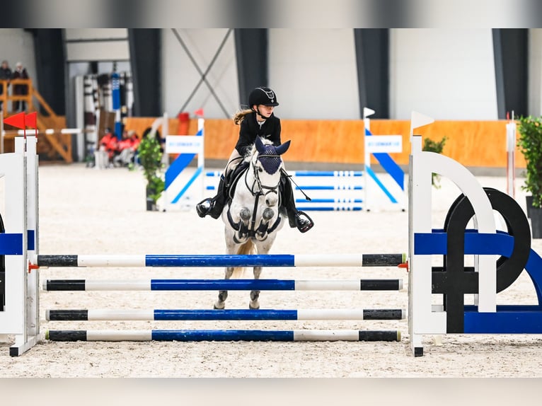 Welsh A (Mountain Pony) Gelding 11 years 12 hh Grey in Podłęcze