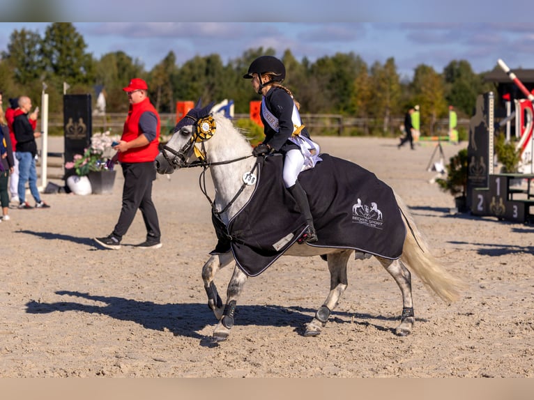 Welsh A (Mountain Pony) Gelding 11 years 12 hh Grey in Podłęcze