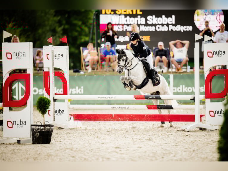 Welsh A (Mountain Pony) Gelding 11 years 12 hh Grey in Podłęcze