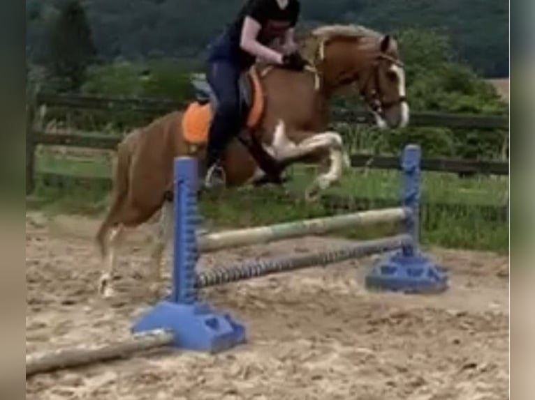Welsh A (Mountain Pony) Mix Gelding 11 years 12,2 hh Pinto in Freisen