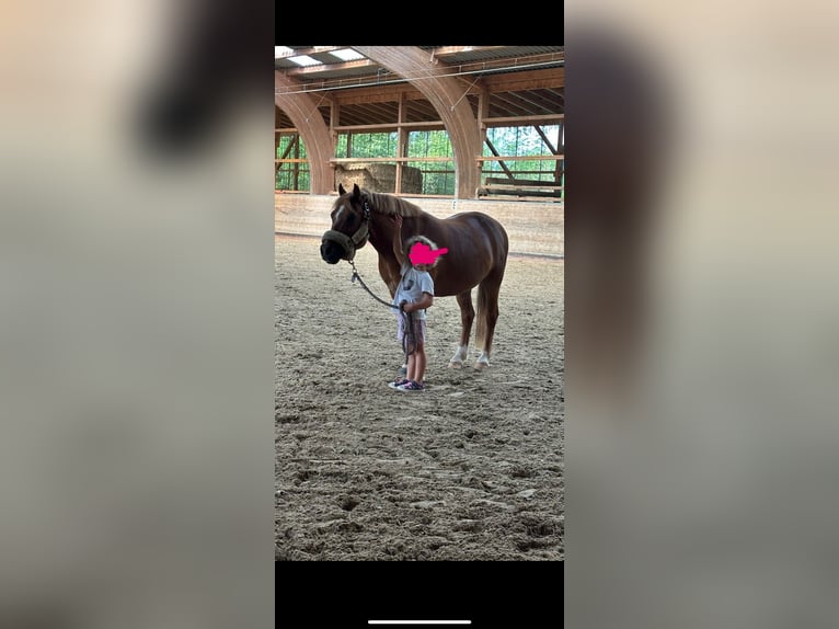 Welsh A (Mountain Pony) Gelding 12 years 11,2 hh Chestnut-Red in Zweibr&#xFC;cken