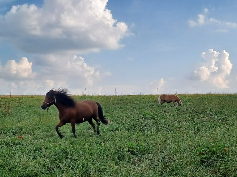 Welsh A (Mountain Pony) Mix Gelding 12 years 11 hh Brown in Alsfeld
