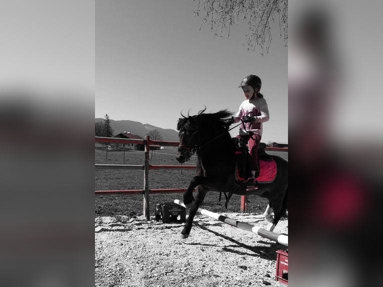 Welsh A (Mountain Pony) Gelding 12 years 11,2 hh Brown in Teisendorf Welsh A (Mountain Pony) Gelding 12 years 11,2 hh Brown in Teisendorf