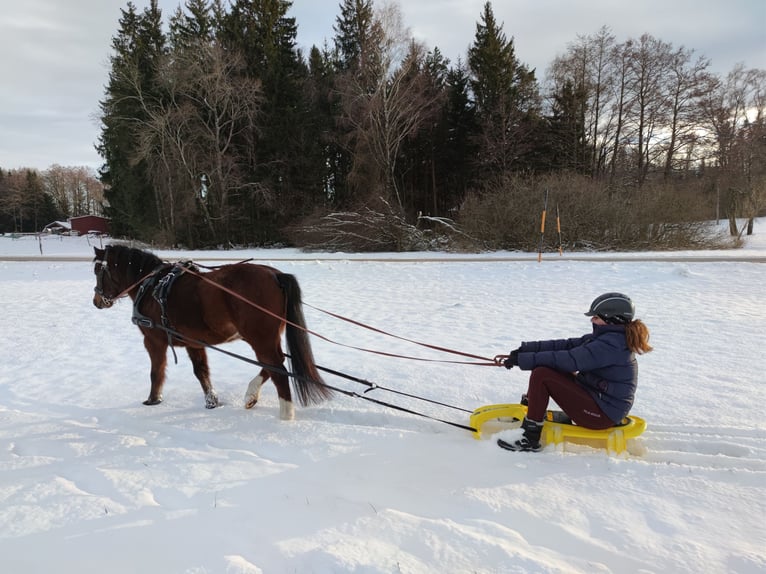 Welsh A (Mountain Pony) Gelding 12 years 11,2 hh Brown in Teisendorf Welsh A (Mountain Pony) Gelding 12 years 11,2 hh Brown in Teisendorf