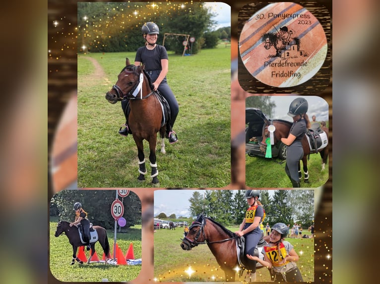 Welsh A (Mountain Pony) Gelding 12 years 11,2 hh Brown in Teisendorf Welsh A (Mountain Pony) Gelding 12 years 11,2 hh Brown in Teisendorf