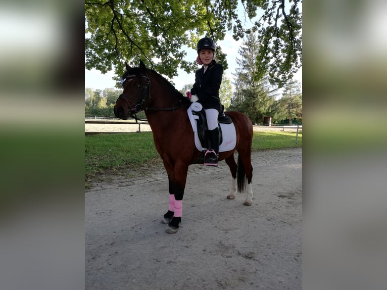 Welsh A (Mountain Pony) Gelding 12 years 11,2 hh Brown in Teisendorf Welsh A (Mountain Pony) Gelding 12 years 11,2 hh Brown in Teisendorf