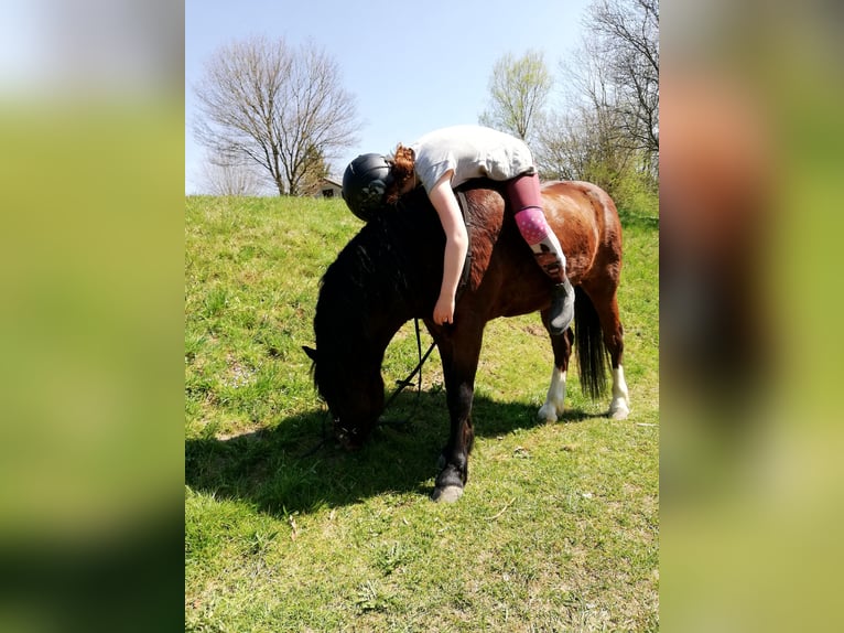 Welsh A (Mountain Pony) Gelding 12 years 11,2 hh Brown in Teisendorf Welsh A (Mountain Pony) Gelding 12 years 11,2 hh Brown in Teisendorf