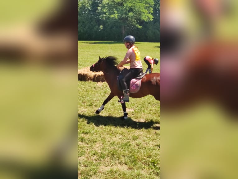 Welsh A (Mountain Pony) Gelding 12 years 11,2 hh Brown in Teisendorf Welsh A (Mountain Pony) Gelding 12 years 11,2 hh Brown in Teisendorf