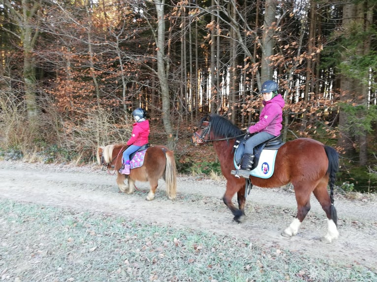 Welsh A (Mountain Pony) Gelding 12 years 11,2 hh Brown in Teisendorf Welsh A (Mountain Pony) Gelding 12 years 11,2 hh Brown in Teisendorf