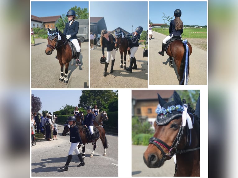 Welsh A (Mountain Pony) Gelding 12 years 11,2 hh Brown in Teisendorf Welsh A (Mountain Pony) Gelding 12 years 11,2 hh Brown in Teisendorf