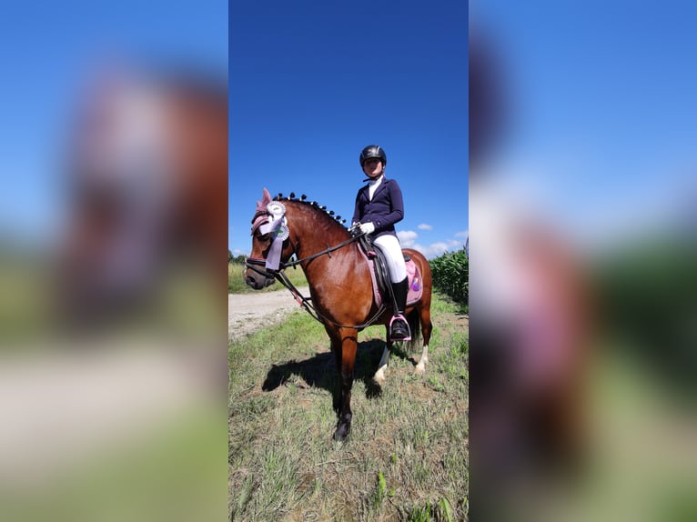 Welsh A (Mountain Pony) Gelding 12 years 11,2 hh Brown in Teisendorf Welsh A (Mountain Pony) Gelding 12 years 11,2 hh Brown in Teisendorf