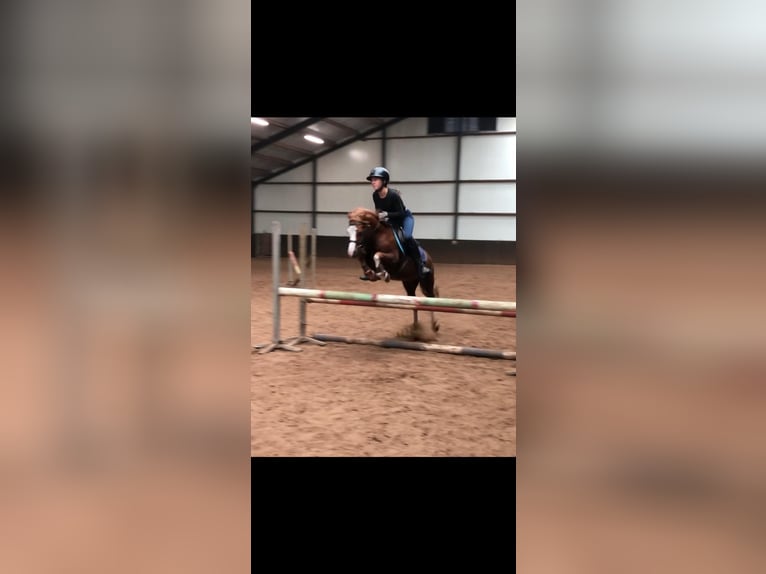 Welsh A (Mountain Pony) Gelding 12 years 11,2 hh in Bergisch Gladbach