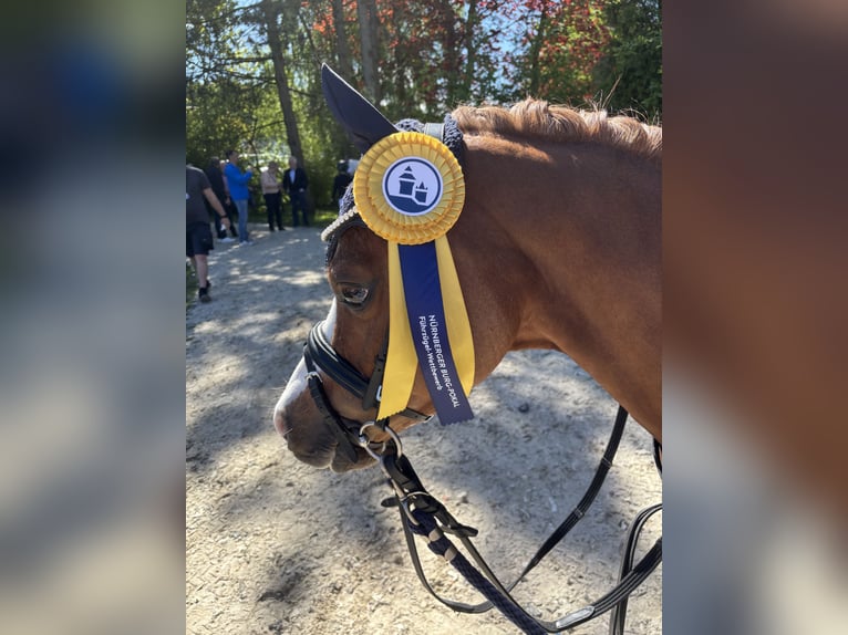 Welsh A (Mountain Pony) Gelding 12 years 11,2 hh in Bergisch Gladbach