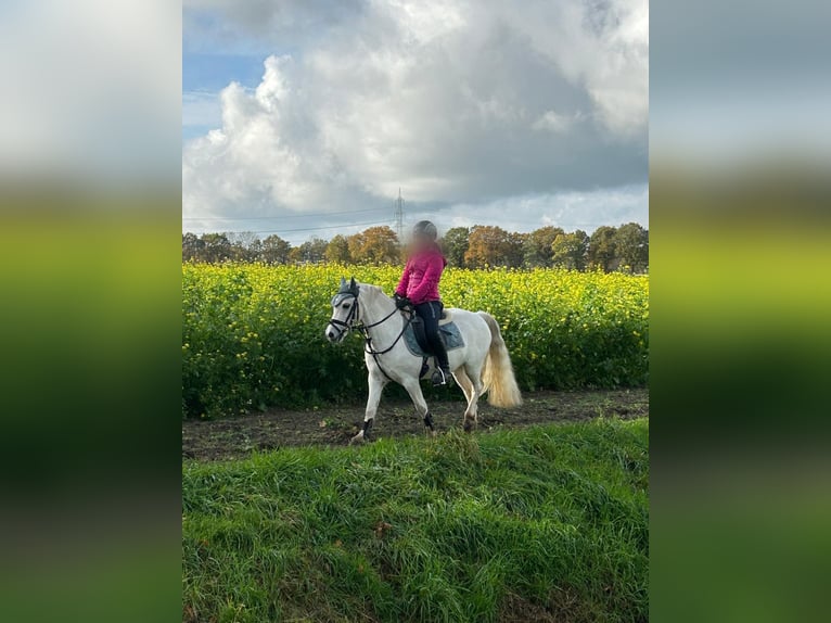 Welsh A (Mountain Pony) Gelding 12 years 11,2 hh Grey in Neuenkirchen