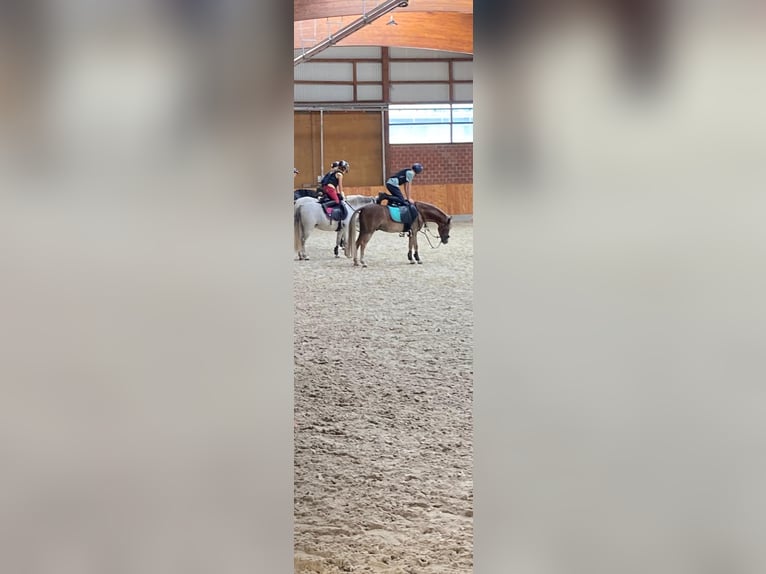 Welsh A (Mountain Pony) Gelding 12 years 11,2 hh Grey in Neuenkirchen