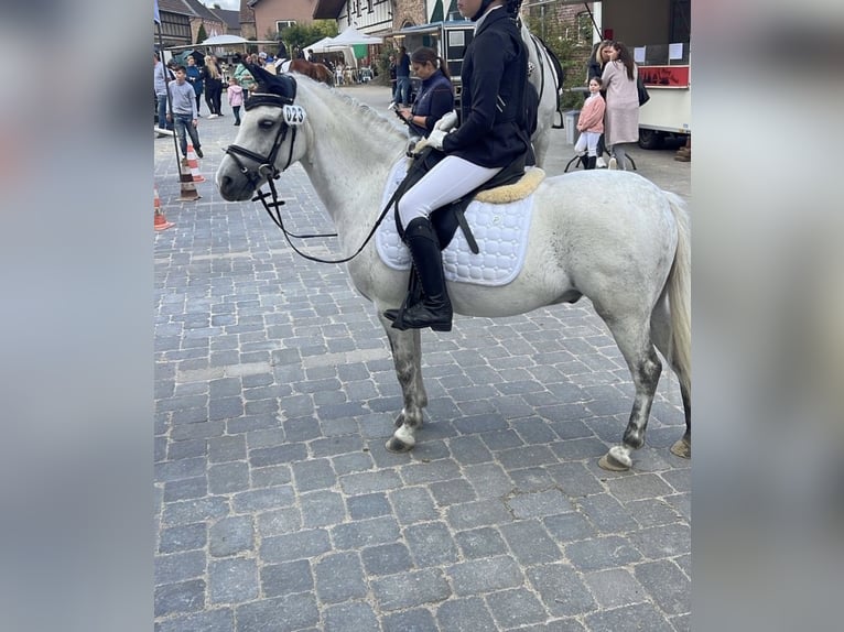 Welsh A (Mountain Pony) Gelding 12 years 12 hh Grey in IndenInden