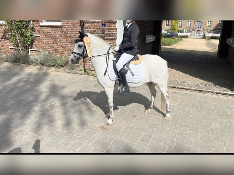 Welsh A (Mountain Pony) Gelding 12 years 12 hh Grey in IndenInden
