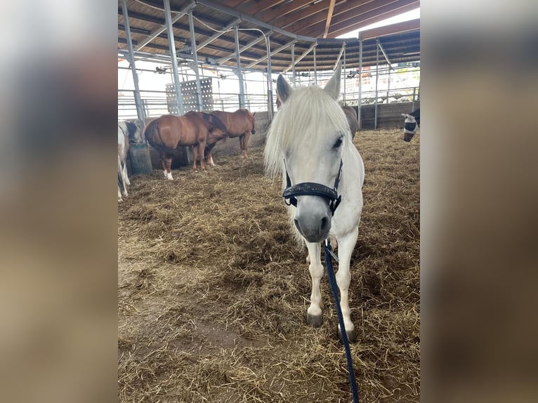 Welsh A (Mountain Pony) Gelding 12 years 12,1 hh Grey in Bad Wurzach
