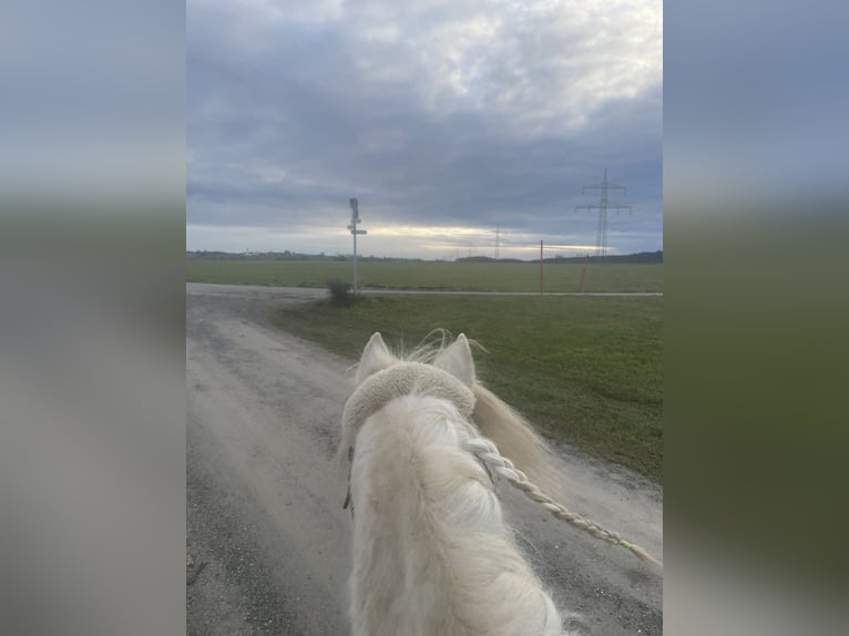 Welsh A (Mountain Pony) Gelding 12 years 12,1 hh Grey in Bad Wurzach