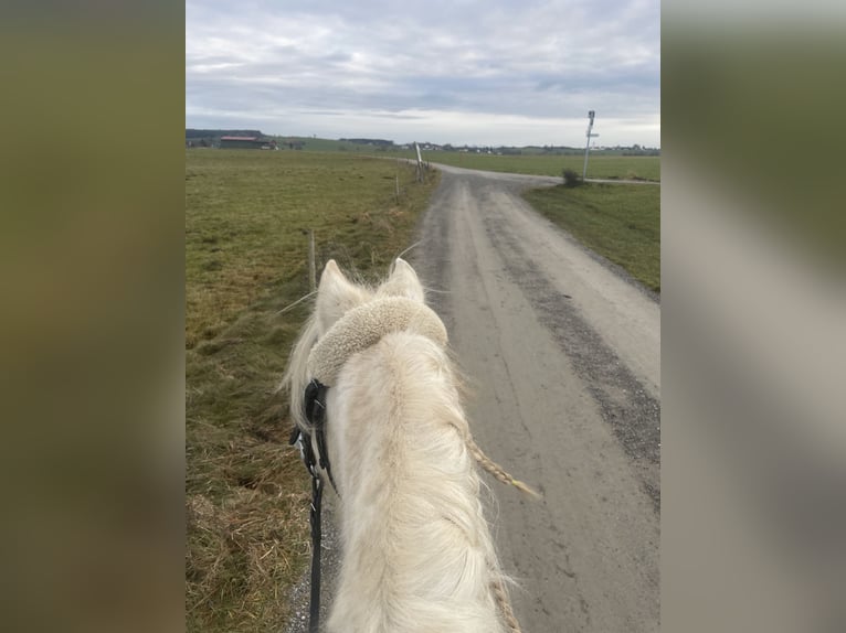 Welsh A (Mountain Pony) Gelding 12 years 12,1 hh Grey in Bad Wurzach