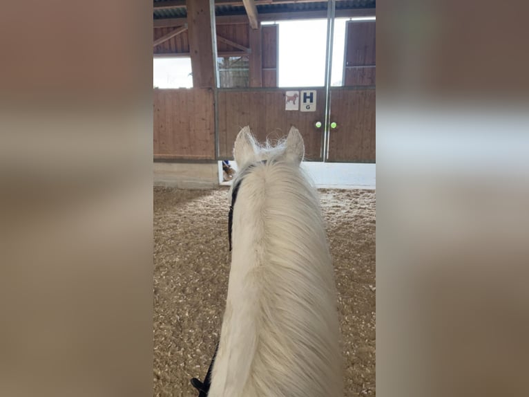 Welsh A (Mountain Pony) Gelding 12 years 12,1 hh Grey in Bad Wurzach