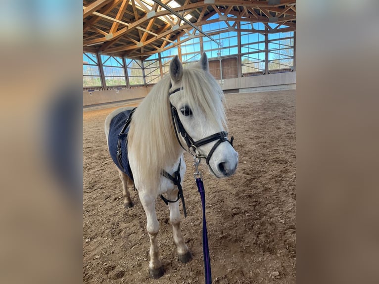 Welsh A (Mountain Pony) Gelding 12 years 12,1 hh Grey in Bad Wurzach