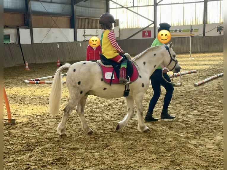 Welsh A (Mountain Pony) Gelding 13 years 11.2 hh Grey in Lennestadt