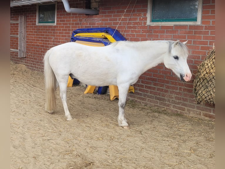 Welsh A (Mountain Pony) Gelding 13 years 11.2 hh Grey in Ladbergen