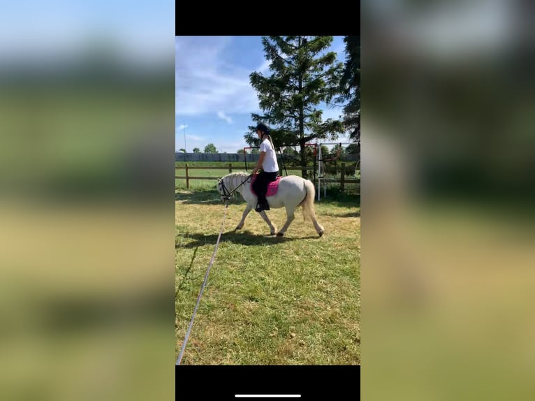 Welsh A (Mountain Pony) Gelding 13 years 11,1 hh Grey in Twello