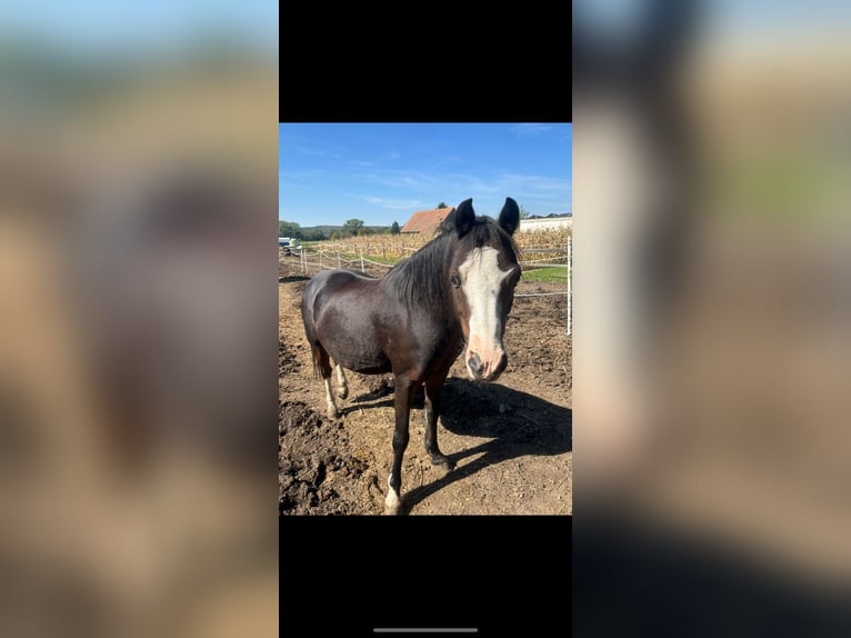 Welsh A (Mountain Pony) Gelding 13 years 11,2 hh Bay-Dark in InzenhofG&#xFC;ssing