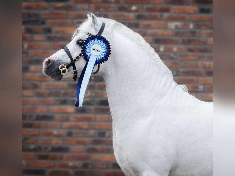 Welsh A (Mountain Pony) Gelding 13 years 11,2 hh Gray in Almen