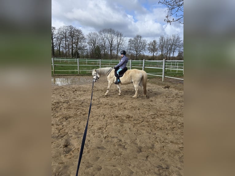 Welsh A (Mountain Pony) Gelding 13 years 11,2 hh Grey in Ladbergen