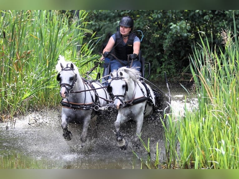 Welsh A (Mountain Pony) Gelding 13 years 11,3 hh Grey in Opende